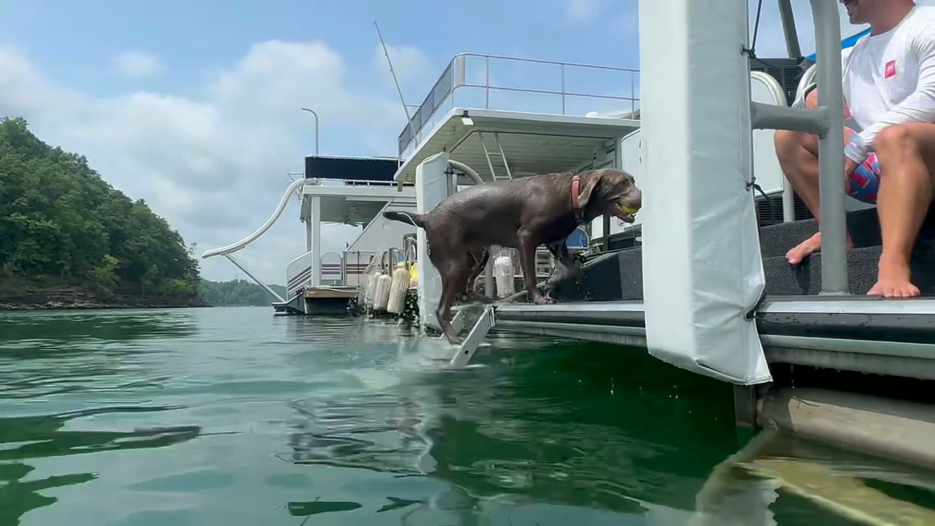 A wet chocolate Labrador carrying a tennis ball, climbing the nautiDAWGS ladder out of the lake onto a boat's swim platform