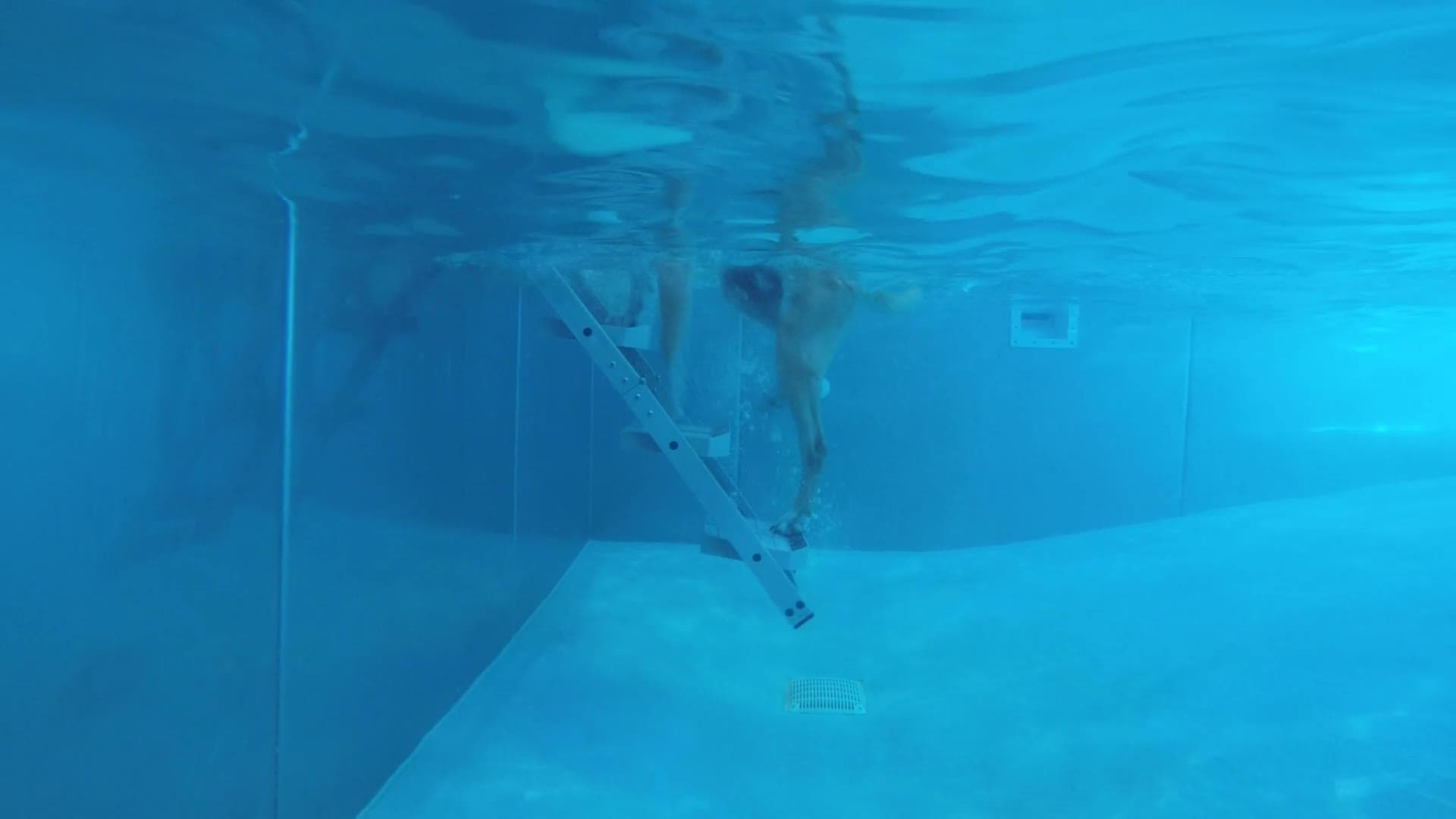 Filmed from under the water: Remmy swims to the nautiDAWGS ladder, puts his paws on the submerged steps and climbs up out of the pool