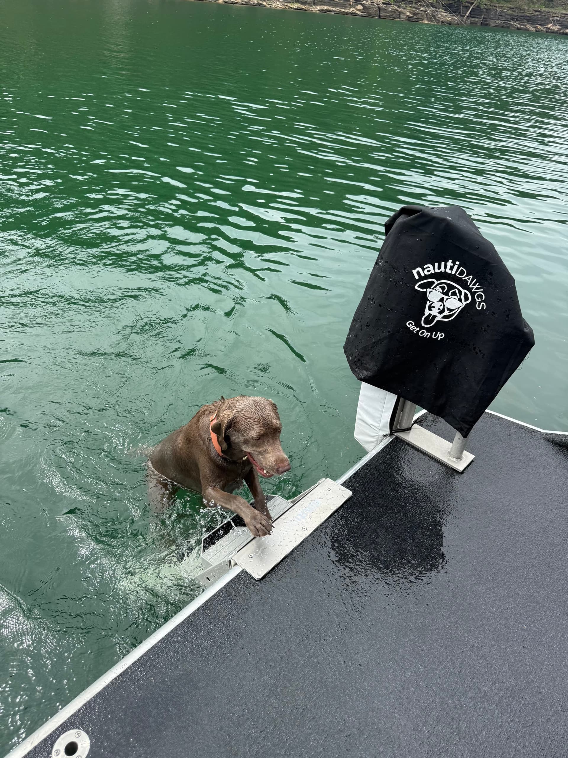 The Labrador with its front paws on the first step, climbing out beside a nautiDAWGS carry bag on the rail