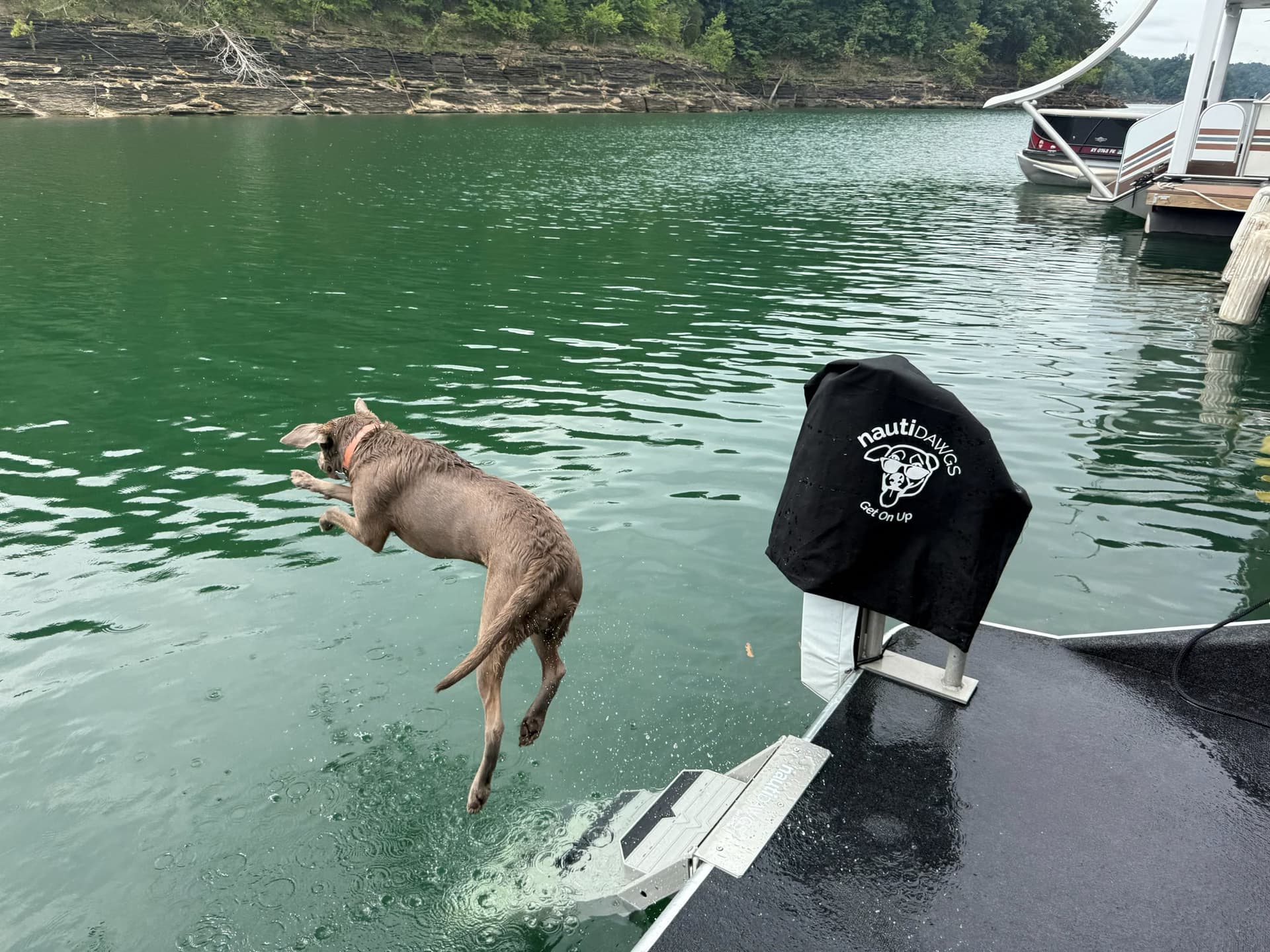 A chocolate Labrador mid-air, leaping off a houseboat swim deck into a green lake beside the nautiDAWGS ladder