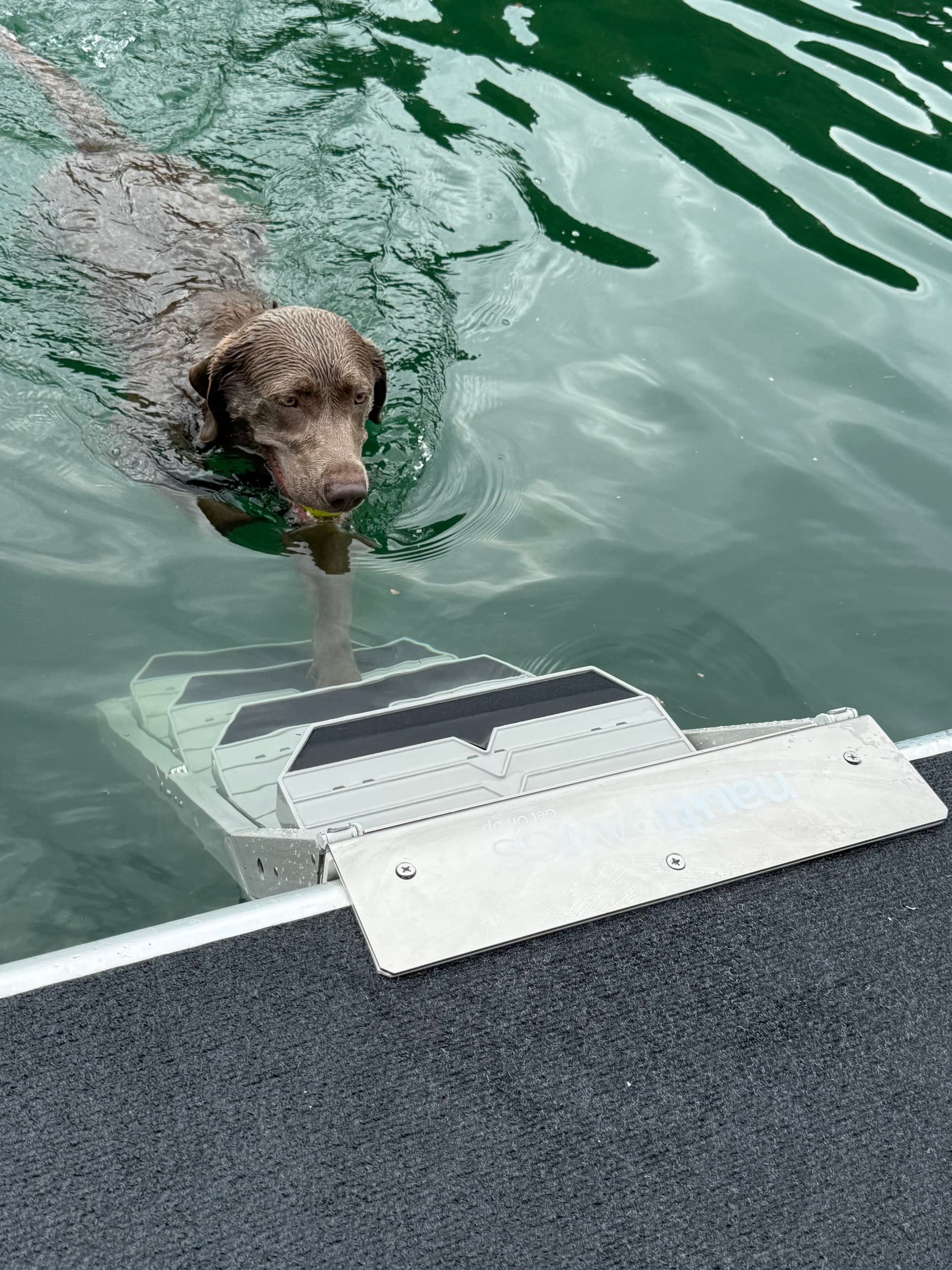 The same Labrador swimming straight toward the submerged steps of the ladder